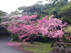 奄美大島の緋寒桜